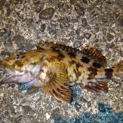 ガシラに救われた